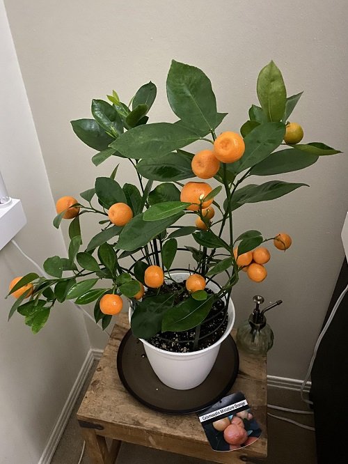 Requirements for Growing Oranges in Pots