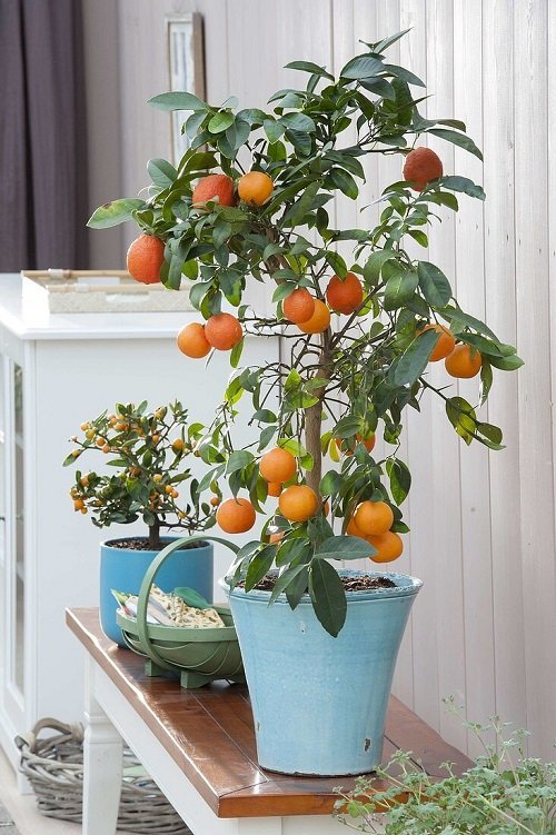 How to Grow an Oranges in Pots 