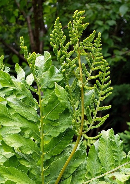 Edible Ferns that You Must Add to Your Dishes