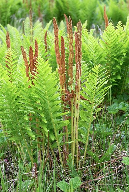 Edible Ferns that You Must Add to Your Dishes 2