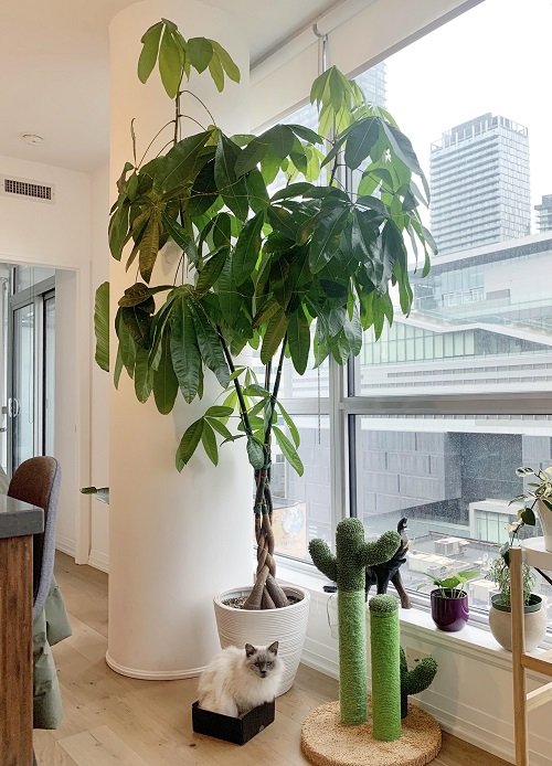 Indoor Trees That Are Cat-Safe 1
