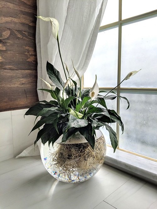 Glass Container Plants for Indoor Growing3