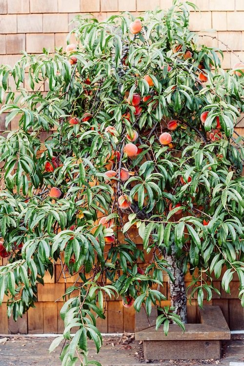 Fruit Trees in North Carolina 3