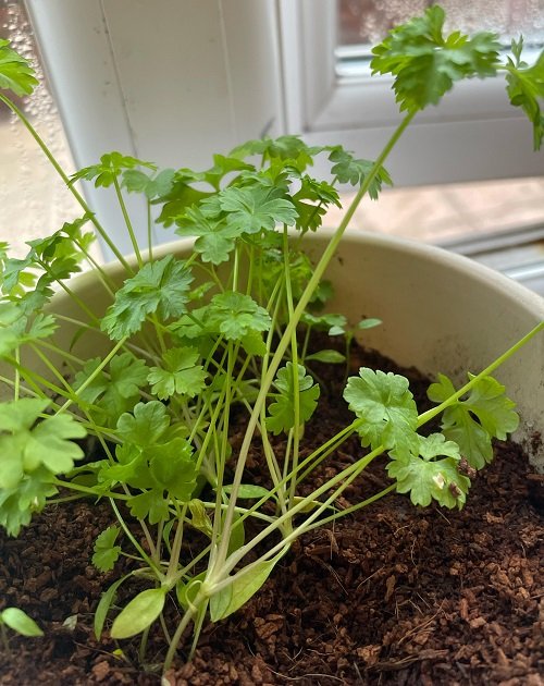 parsley Herbs that Reseed and Keep Growing