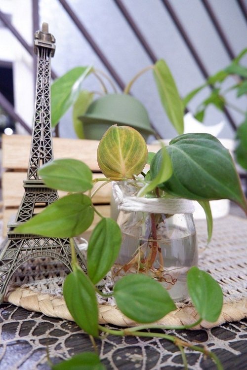 Philodendron in glass bowl