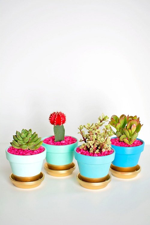 These Mini Succulents in Mini Pots Are the Cutest Thing 6