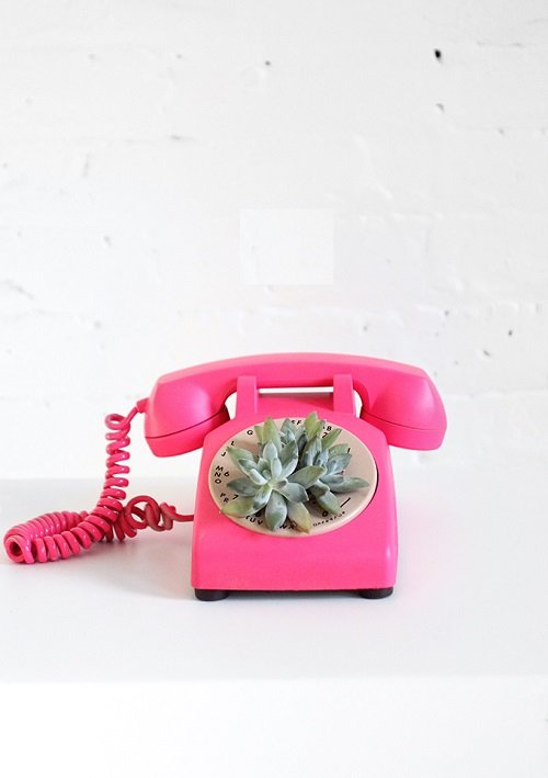 These Mini Succulents in Mini pink phone