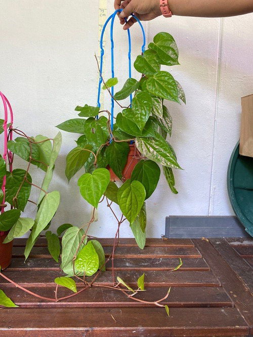 Edible Vines You Can Grow Indoors hanging 