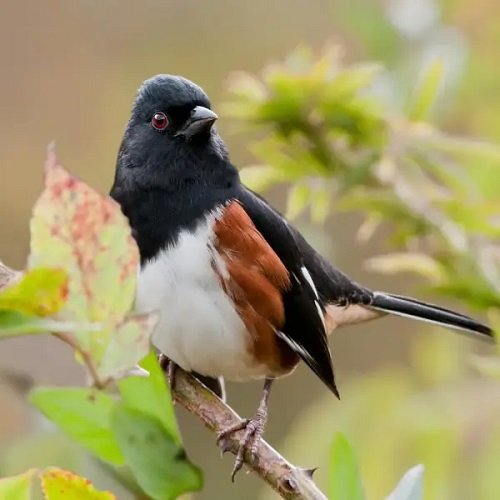 Black and Orange Birds f