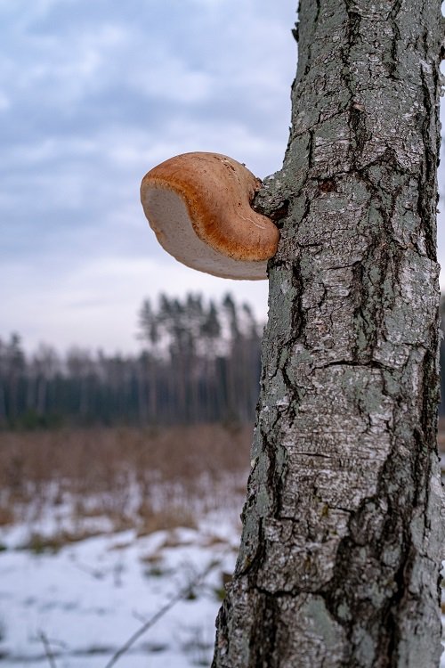 Delicious Tree-Grown Mushrooms