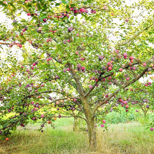 Plum Fruit Trees that Grow in Ohio