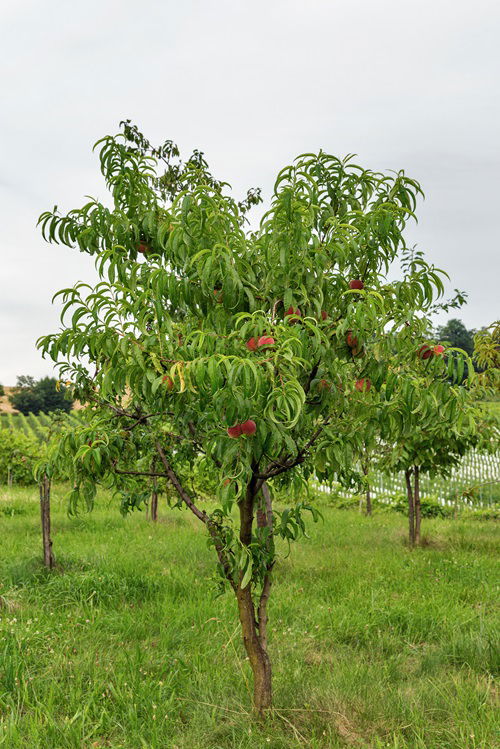 Nectarine Fruit Trees that Grow in Ohio