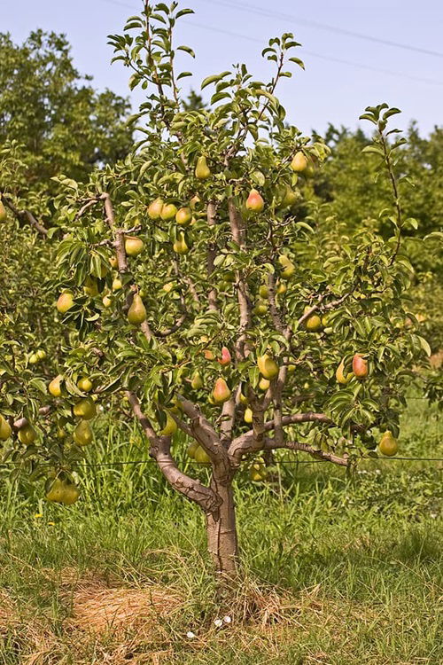 Pear Fruit Trees that Grow in Ohio