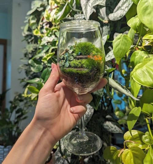Plants You Can Grow in Wine Glasses