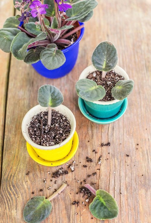 Houseplants That Are Good to Grow in February
