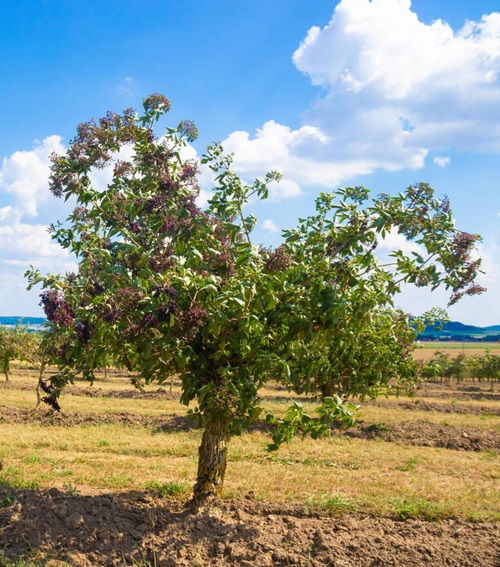 Elderberry Fruit Trees that Grow in Ohio