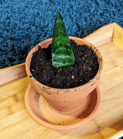 Snake Plant Grow from leaf in terracotta pot