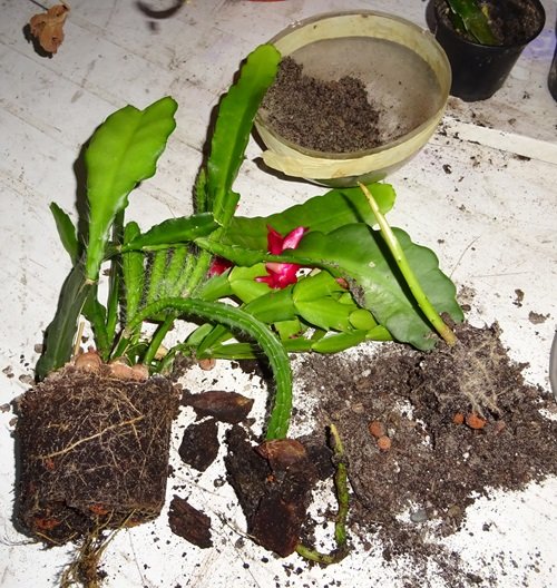 Christmas Cactus That Grow Best From Division