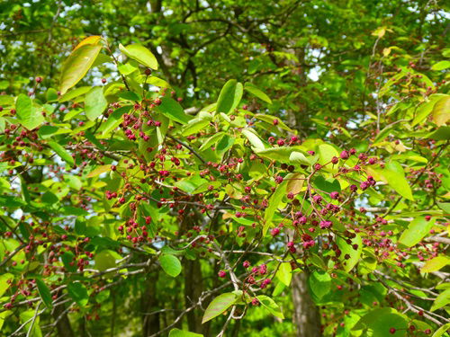 Serviceberry Fruit Trees that Grow in Ohio