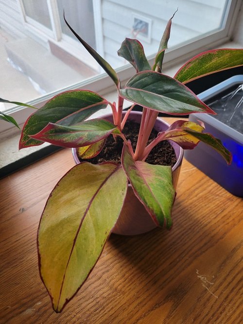 Aglaonema Problems and Solutions