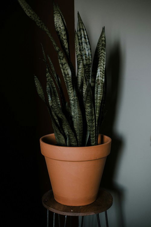 Houseplants that Can Last for Extended Periods of Time in Complete Darkness 2