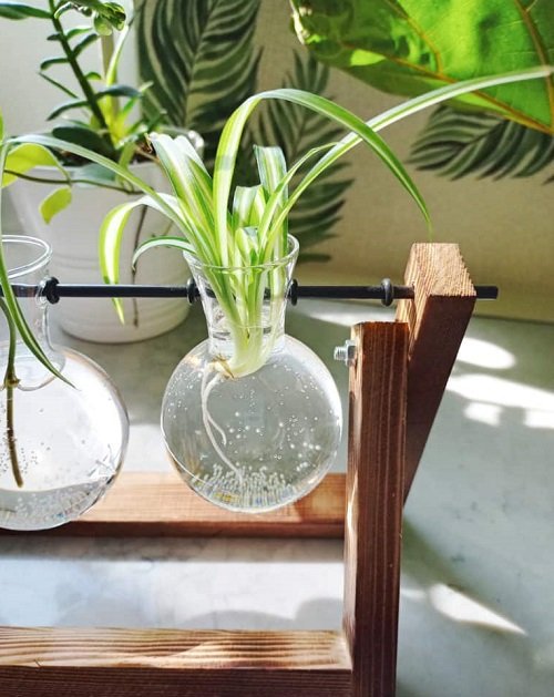 Indoor Plants You Can Grow in Glass Containers