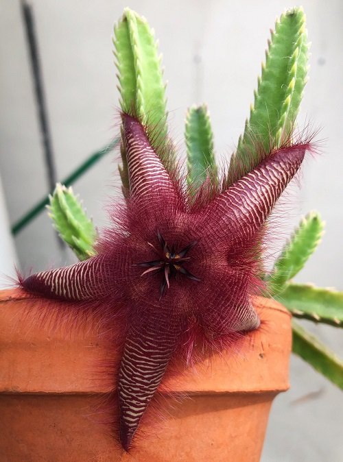 Plants that Look Like Starfish