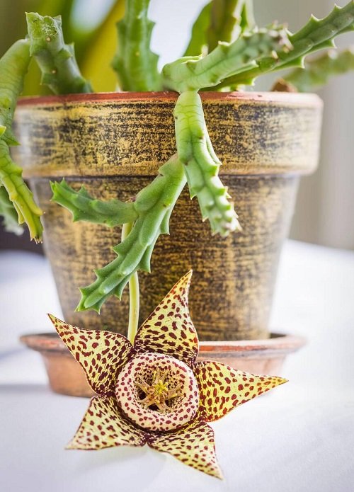 Plants that Look Like Starfish 2
