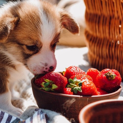 Strawberries Fruits Dogs Can Eat