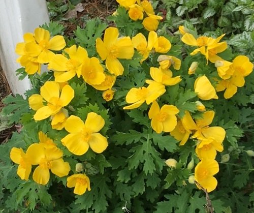 Yellow Wood Poppy 4 Petal Flowers