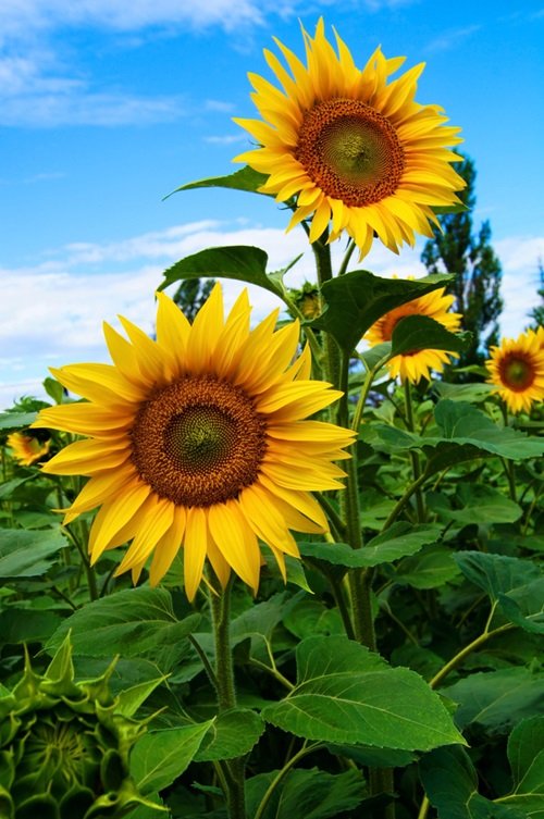 Sunflower Masculine Flowers