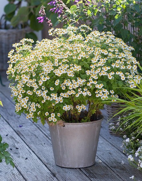 13 Herbs that Reseed and Keep Growing for Years | Balcony Garden Web