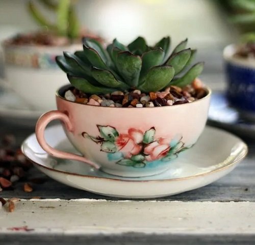 These Mini Succulents in tea cup