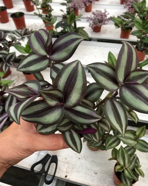 Wandering Jew That Grow Best From Division