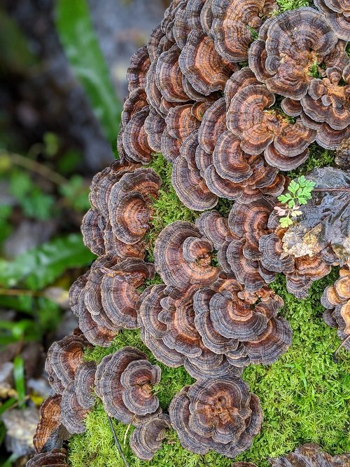 Edible Mushrooms That Growing on Trees