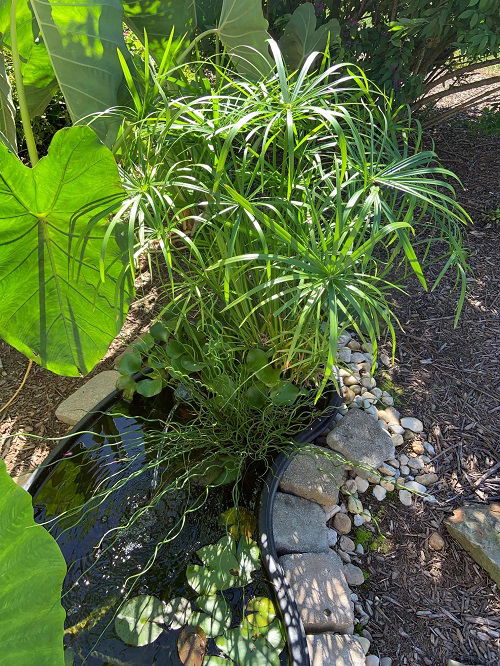 Tropical Plants You Can Grow in Just Water 29
