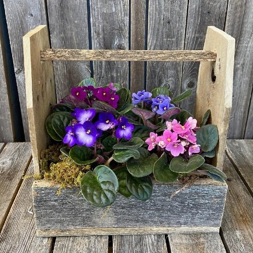 African Violets Display Ideas