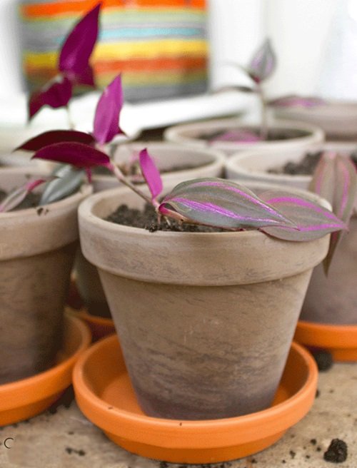 Wandering Jew propagtion from leaf