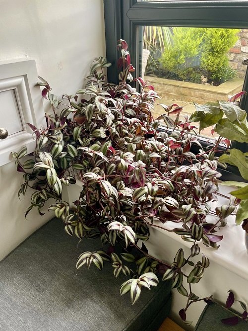Ways to Grow Wandering Jew in a south facing window 