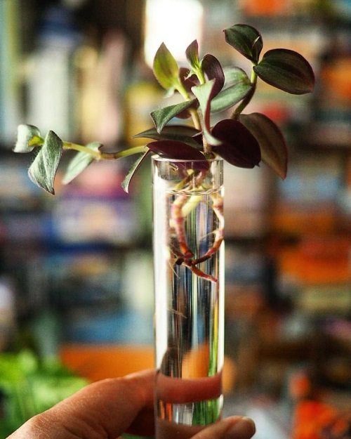 Grow Wandering Jew in a test tube 