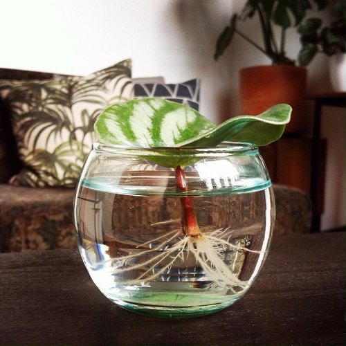 Glass containers for indoor plant growth