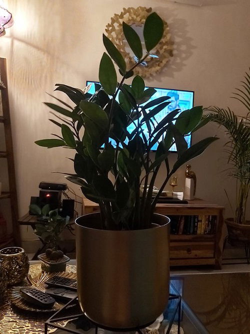 Plants in Homes That Can Last for Long Times in Total Darkness