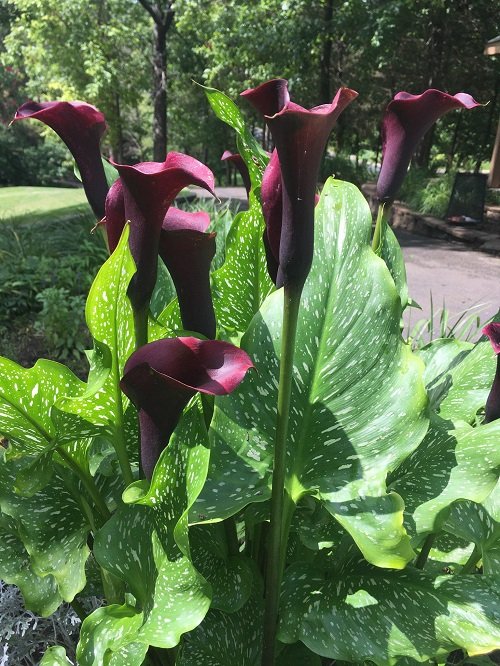 14 Stunning Black Calla Lily Varieties