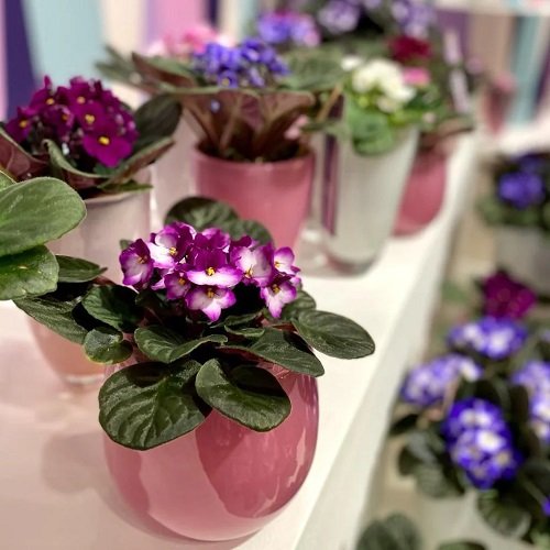 tiny African Violets Display Ideas