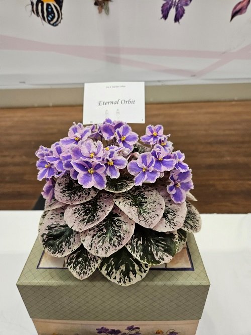 African Violets Display Ideas 2