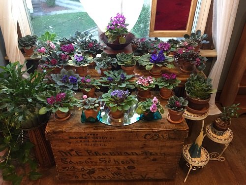African Violets Display Ideas 3