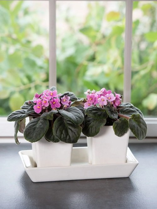 African Violets Display Ideas in pot