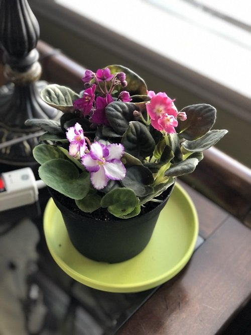 African Violets Display Ideas in pot 2
