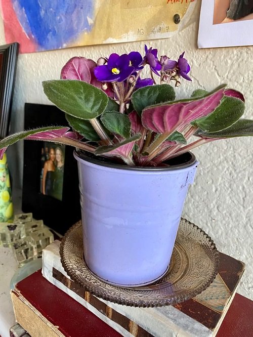 African Violets Display Ideas in colourful pot