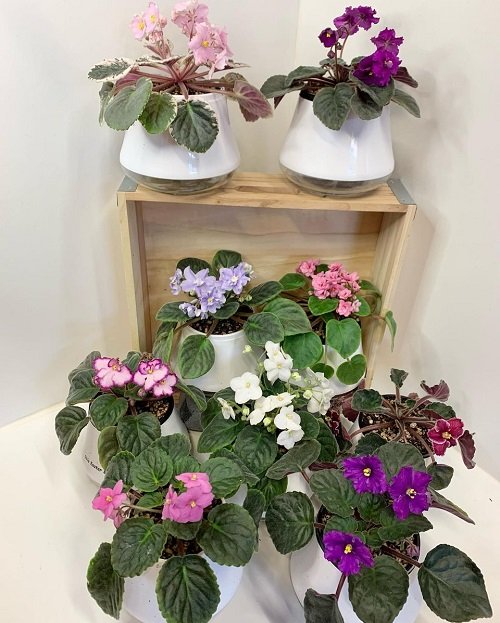 different African Violets Display Ideas